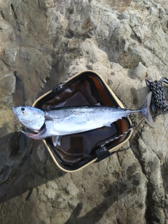 マルソウダの釣果