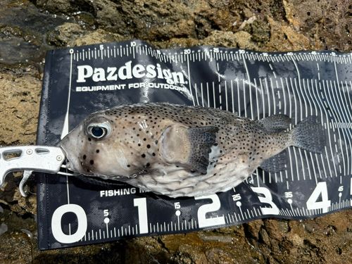 イシガキフグの釣果