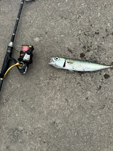 サバの釣果