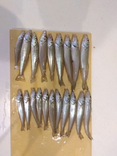キスの釣果