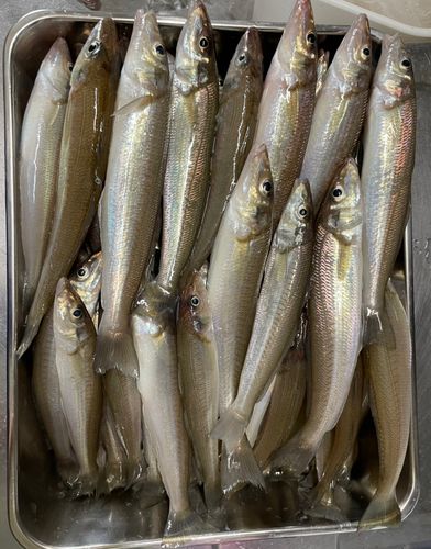 シロギスの釣果