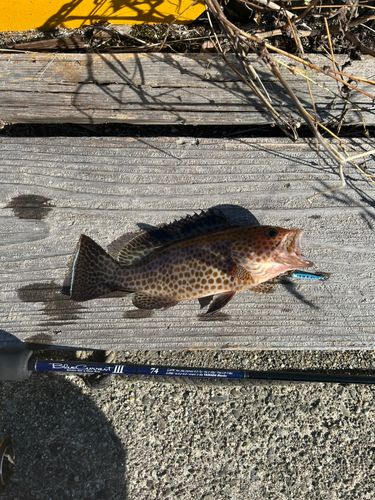 オオモンハタの釣果