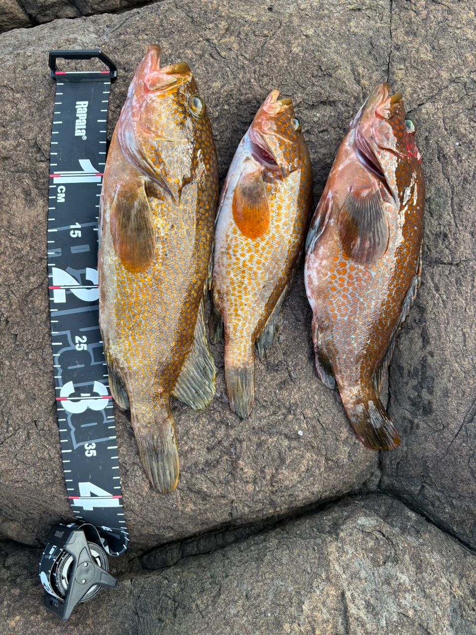 SHIMANO 20ワールドシャウラ BG 2953R-3の最安値・インプレ