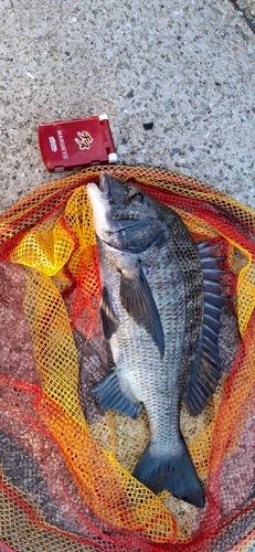チヌの釣果