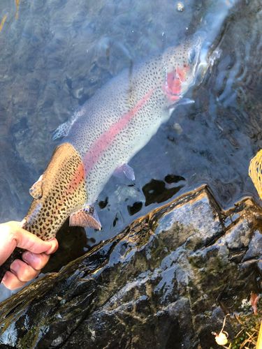 スチールヘッド