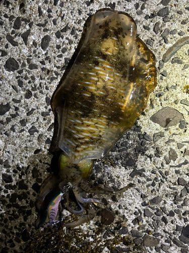 アオリイカの釣果