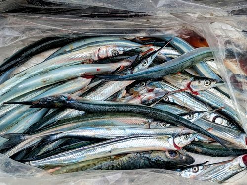 サヨリの釣果