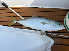 イナダの釣果