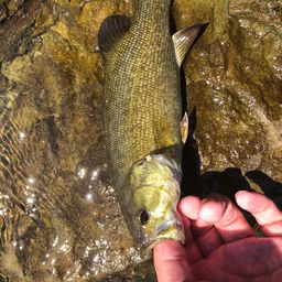 スモールマウスバス