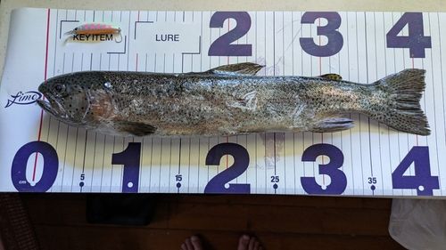 ニジマスの釣果