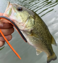 ラージマウスバスの釣果