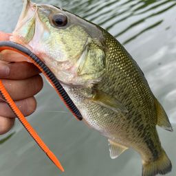 ラージマウスバス