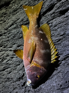 シブダイの釣果