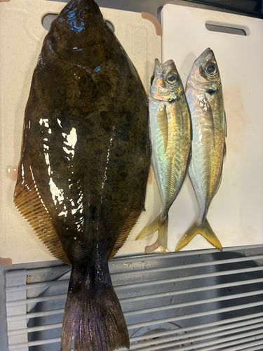 ヒラメの釣果