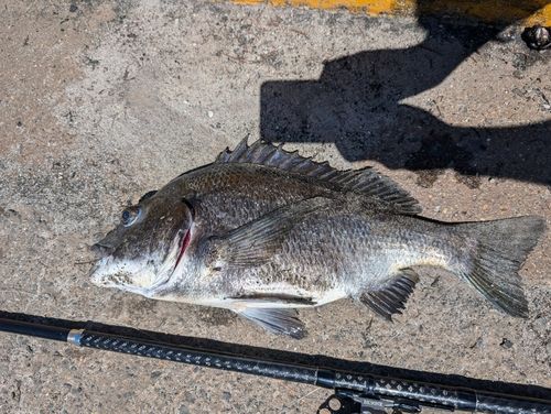 クロダイの釣果