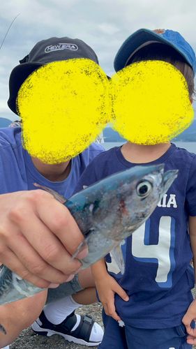 ソウダガツオの釣果