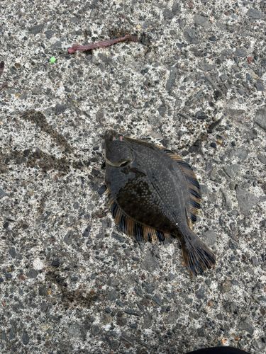 カレイの釣果