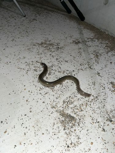 ウナギの釣果