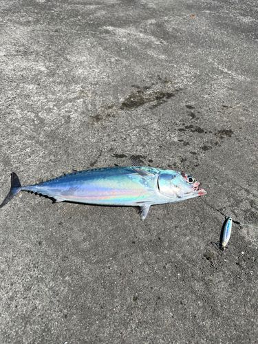 ソウダガツオの釣果