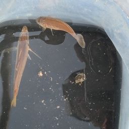 アジ