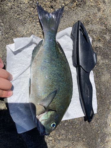 グレの釣果