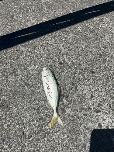 ワカシの釣果