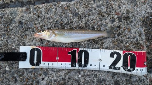 シロギスの釣果