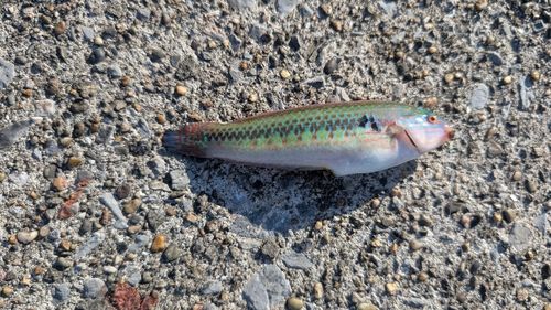 キュウセンの釣果