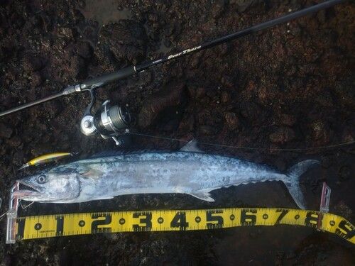 サワラの釣果