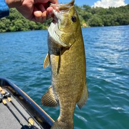 スモールマウスバス