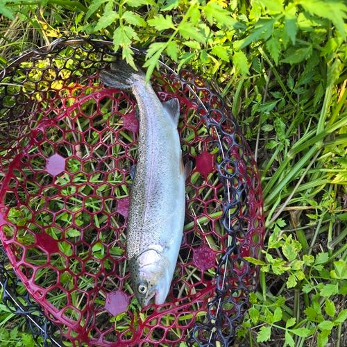 ニジマスの釣果