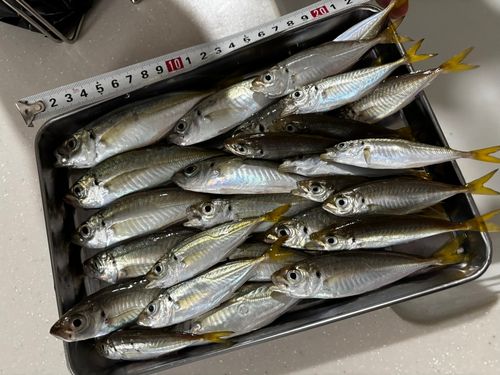 アジの釣果