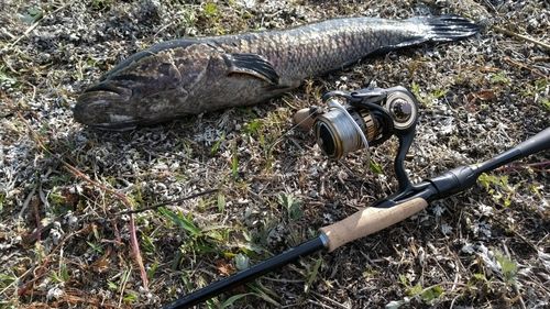 カムルチーの釣果