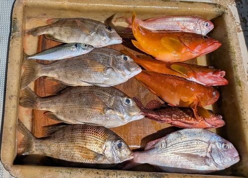 メイチダイの釣果