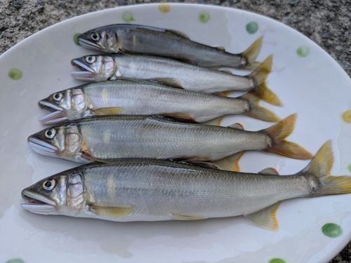アユの釣果