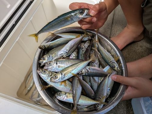 マアジの釣果