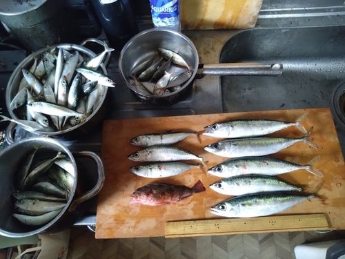 サバの釣果