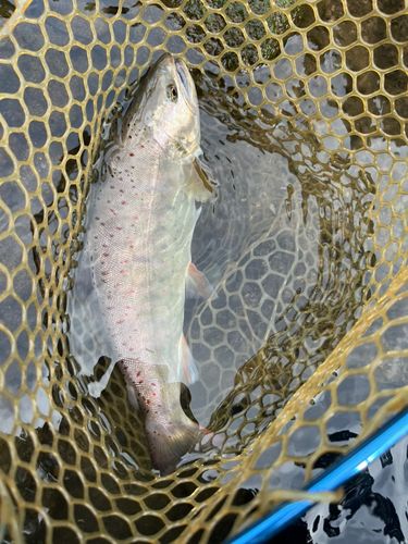 アマゴの釣果