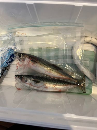 サバの釣果