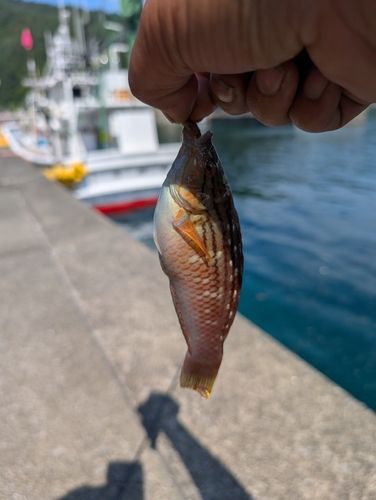 ホシササノハベラの釣果