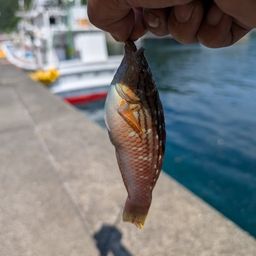 ホシササノハベラ