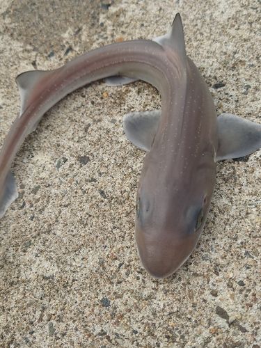 ホシザメの釣果