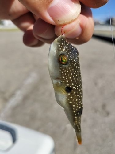 クサフグの釣果