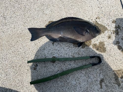 クロメジナの釣果