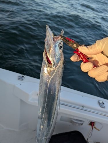 タチウオの釣果