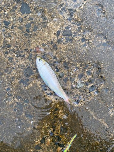 ママカリの釣果