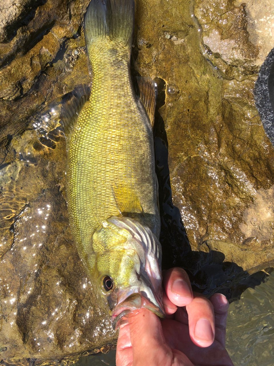 スモールマウスバス