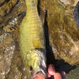 スモールマウスバス