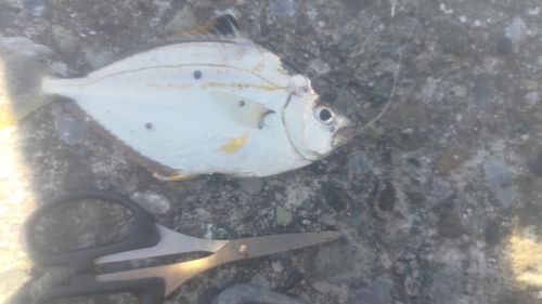 ヒイラギの釣果