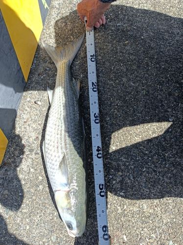 ボラの釣果